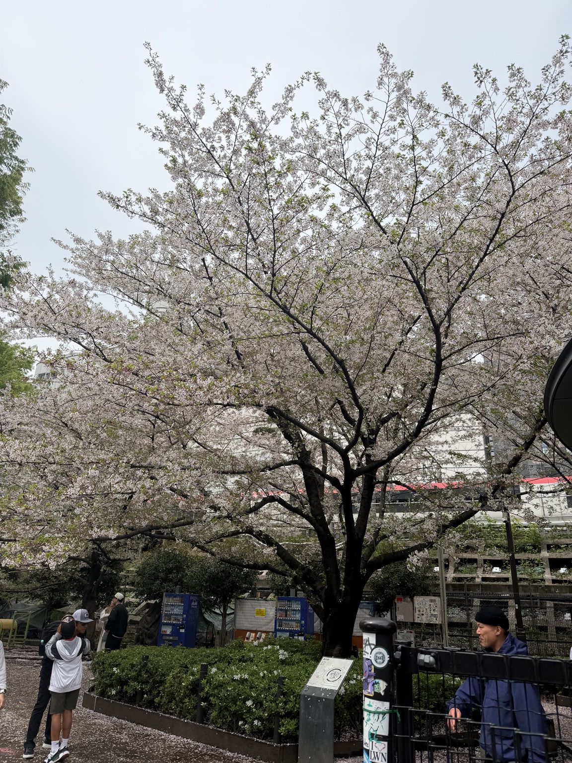 Cherry blossoms along a Tokyo street